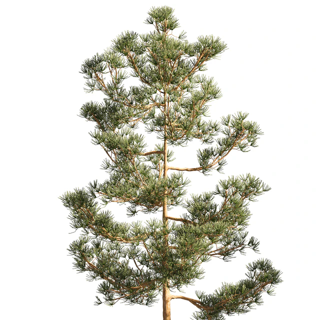 Mast pine 5 options — Descargar