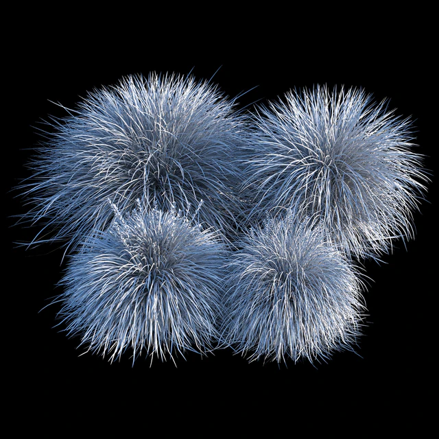 Miscanthus — Descargar
