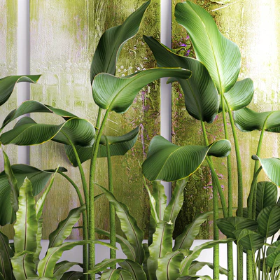 The collection of plants in pots 16. green painting, calathea lutea, asplenium, bushes, pot, flowerpot, concrete — Ver 2
