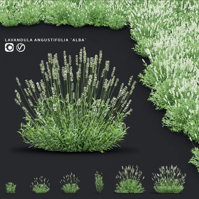 Лаванда узколистная цветы | Lavandula angustifolia Alba — Скачать