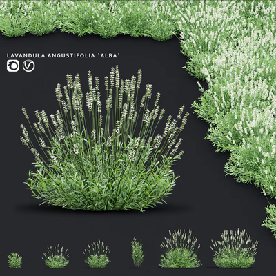 Лаванда узколистная цветы | Lavandula angustifolia Alba — Вид 1