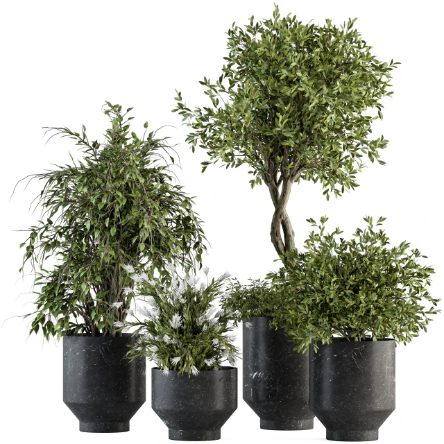 indoor Plant Set 308 - Tree and Plant Set in Black pot — Скачать