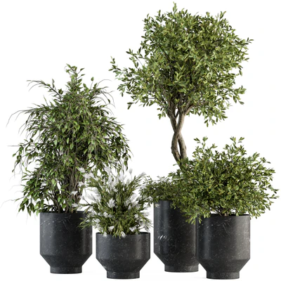 indoor Plant Set 308 - Tree and Plant Set in Black pot — Вид 1