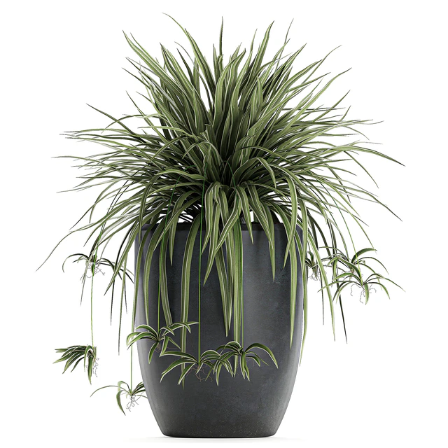 A collection of small bushes of indoor plants in black pots with Chlorophytum. Set 625. — Descargar
