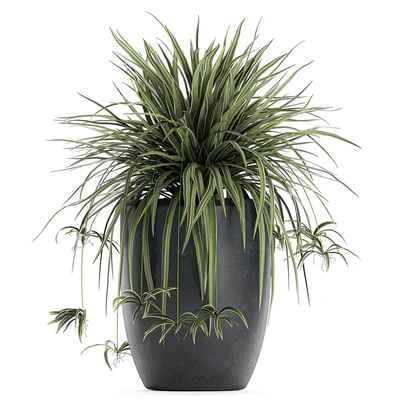 A collection of small bushes of indoor plants in black pots with Chlorophytum. Set 625. — Ver 2