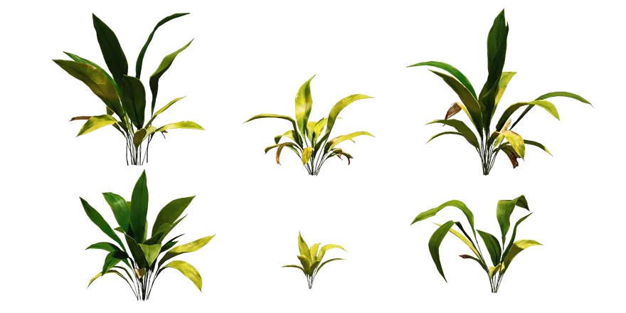 cast iron plant 001 — Descargar