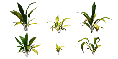 cast iron plant 001 — download