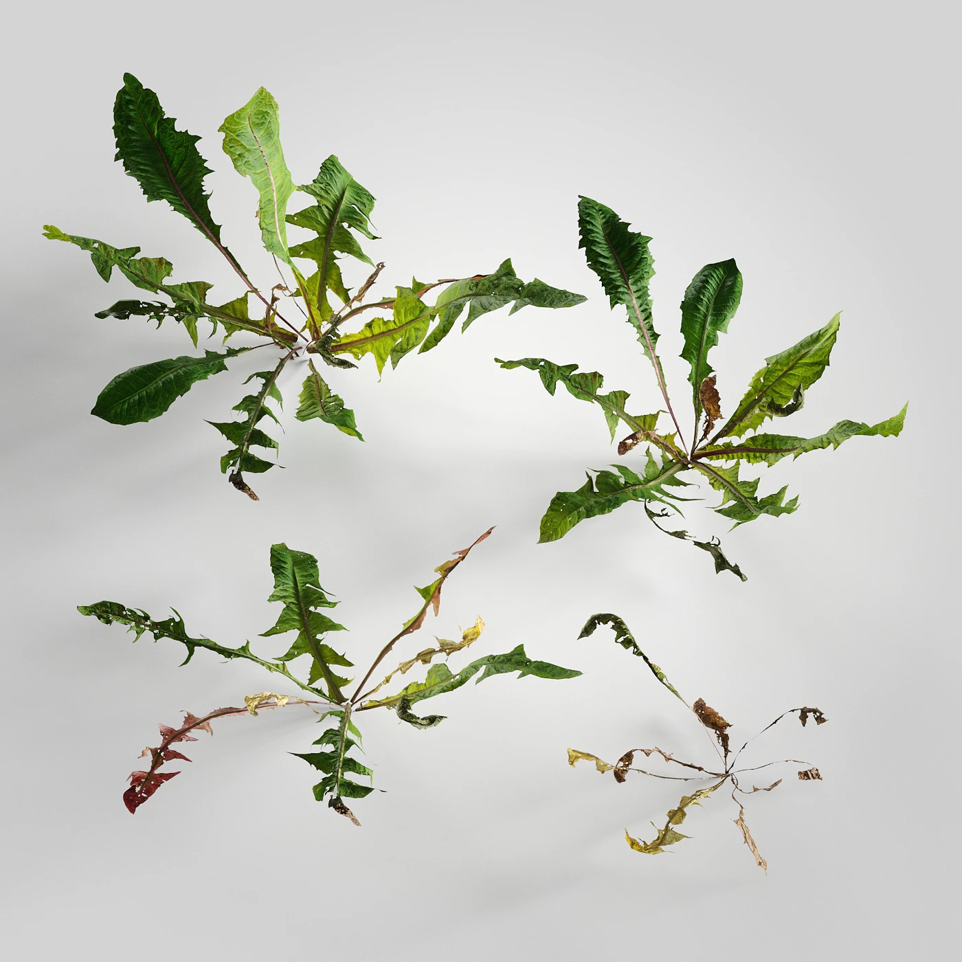 low poly plants 013 — Скачать