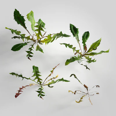 low poly plants 013 — Скачать