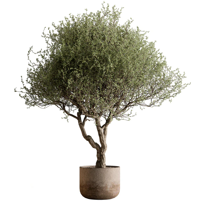 Outdoor Plants 594 - Tree in Pot — Descargar