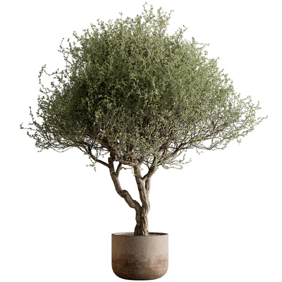 Outdoor Plants 594 - Tree in Pot — Ver 1