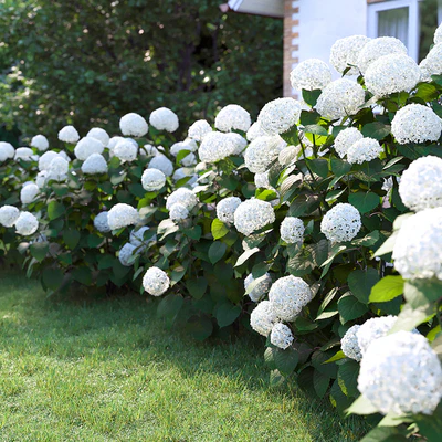 Hydrangea arborescens — Ver 2