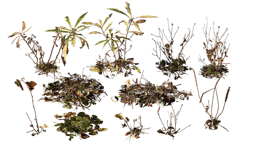 sidewalk vegetation 001 — Descargar