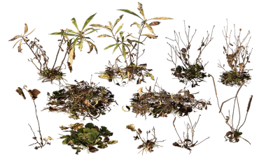 sidewalk vegetation 001 — download