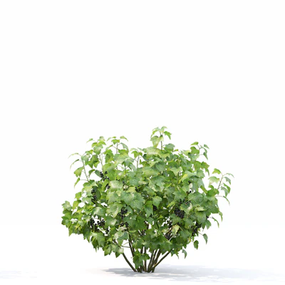 Currant bush — Ver 2