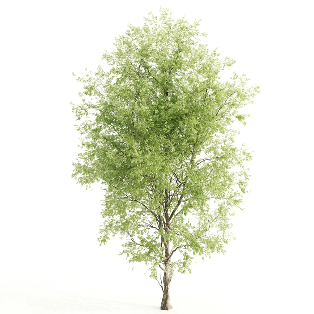 2 ashes tree — Descargar