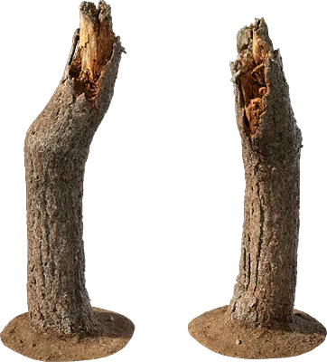 broken tree trunk 002 — Descargar