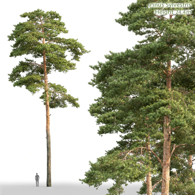 Pine — Descargar