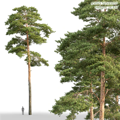 Pine — Ver 1