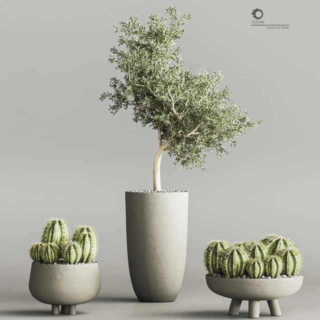 cactus & plant vol 03 — Descargar