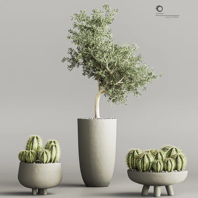 cactus & plant vol 03 — Ver 2