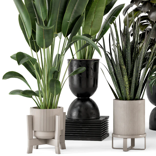 Indoor Plants in Ferm Living Bau Pot Large - Set 583 — Скачать