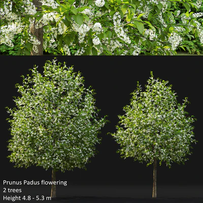 Bird cherry | Prunus Padus flowering # 4 — Ver 1