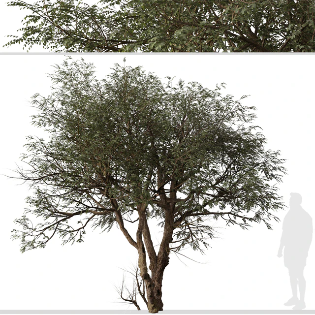 Set of Ghaf Tree (Prosopis cineraria) (2 Trees) — Descargar