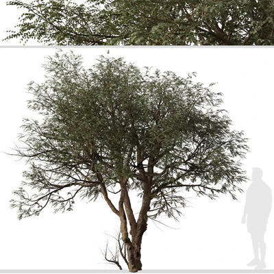 Set of Ghaf Tree (Prosopis cineraria) (2 Trees) — Ver 2