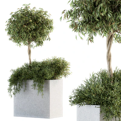 Outdoor Plant Set 172 - Plant Box tree — Вид 2