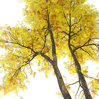 Fraxinus pennsylvanica (Ash tree) — Ver 2