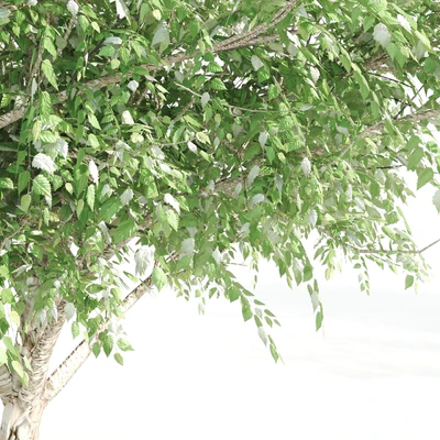 3 black birch — Ver 2