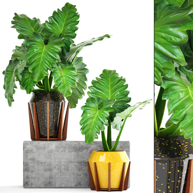 Collection of plants 154. Philodendron, pot, flowerpot, bush, tropical, indoor, decorative — Descargar