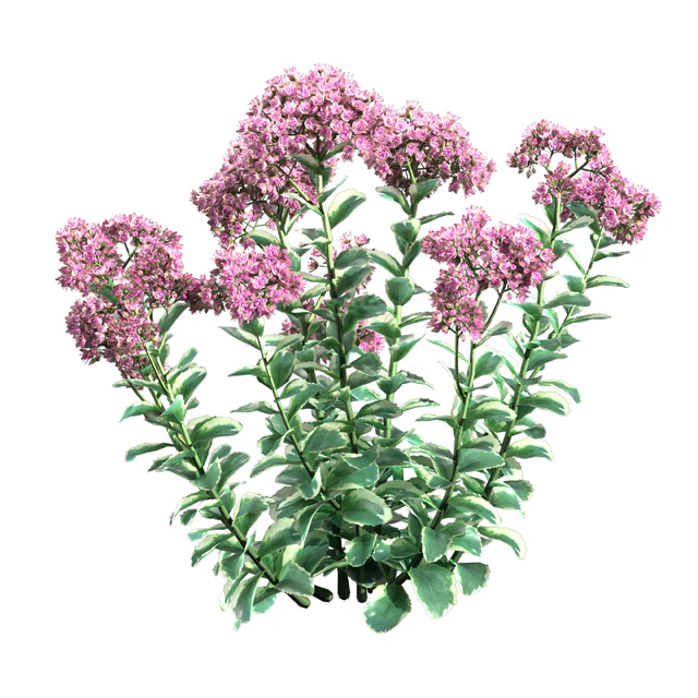 Sedum Autumn Charm — Скачать