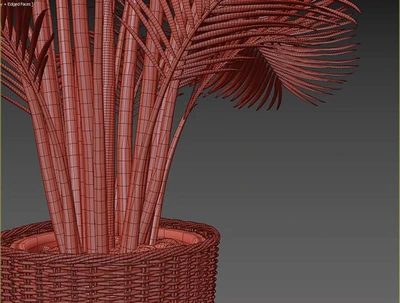 Palm areca — Ver 2