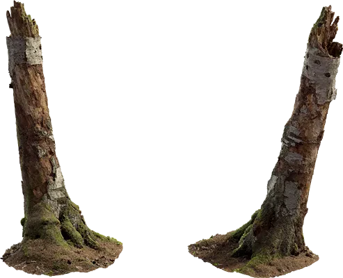 birch tree stump 001 — Descargar