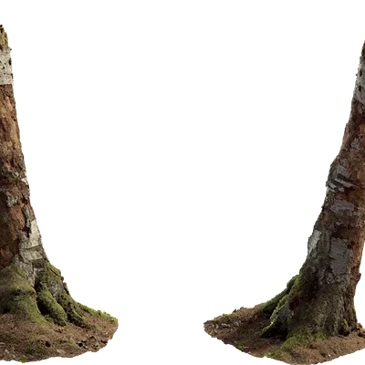 birch tree stump 001 — Descargar