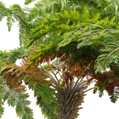 tree fern 04 — View 2