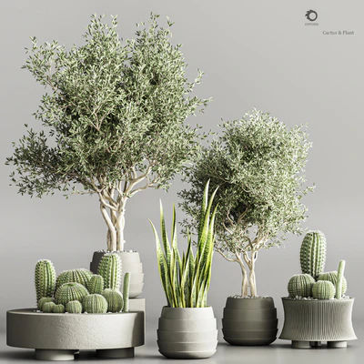 Cactus & plant vol 02 — Ver 1