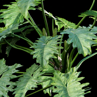Philodendron undulatum - 01 — Ver 2