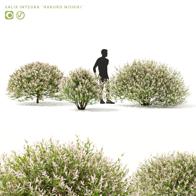 Japanese willow "Hakuro-Nishiki" bushes | Salix integra hakuro-nishiki — Descargar