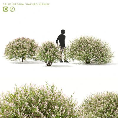 Japanese willow "Hakuro-Nishiki" bushes | Salix integra hakuro-nishiki — Ver 1