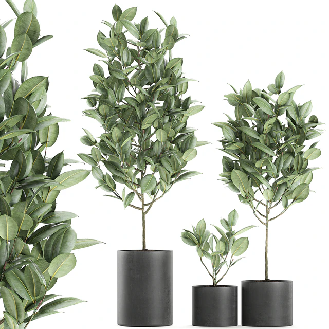 A collection of small ornamental trees in concrete black pots with ficus elastic handles. Set 609. — Descargar