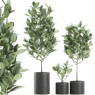 A collection of small ornamental trees in concrete black pots with ficus elastic handles. Set 609. — Ver 2