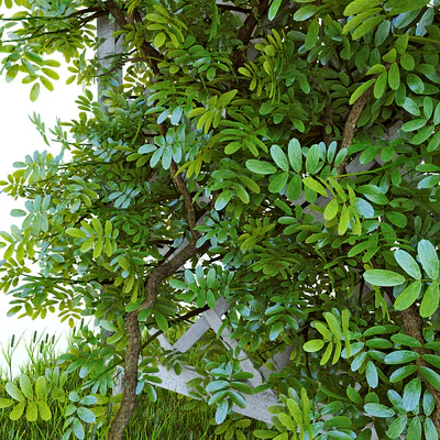 Perennial climbing plant for the garden — Вид 2