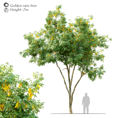 Golden rain tree 2 — Вид 1