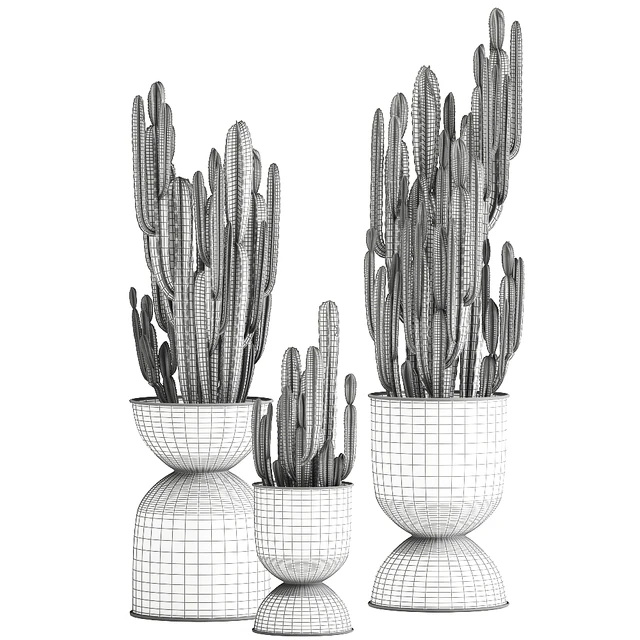 A collection of plants of beautiful cacti in black metal pots with Cereus. Set 898. — Descargar