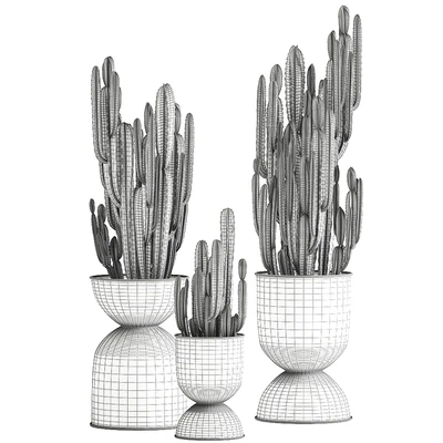 A collection of plants of beautiful cacti in black metal pots with Cereus. Set 898. — Ver 2