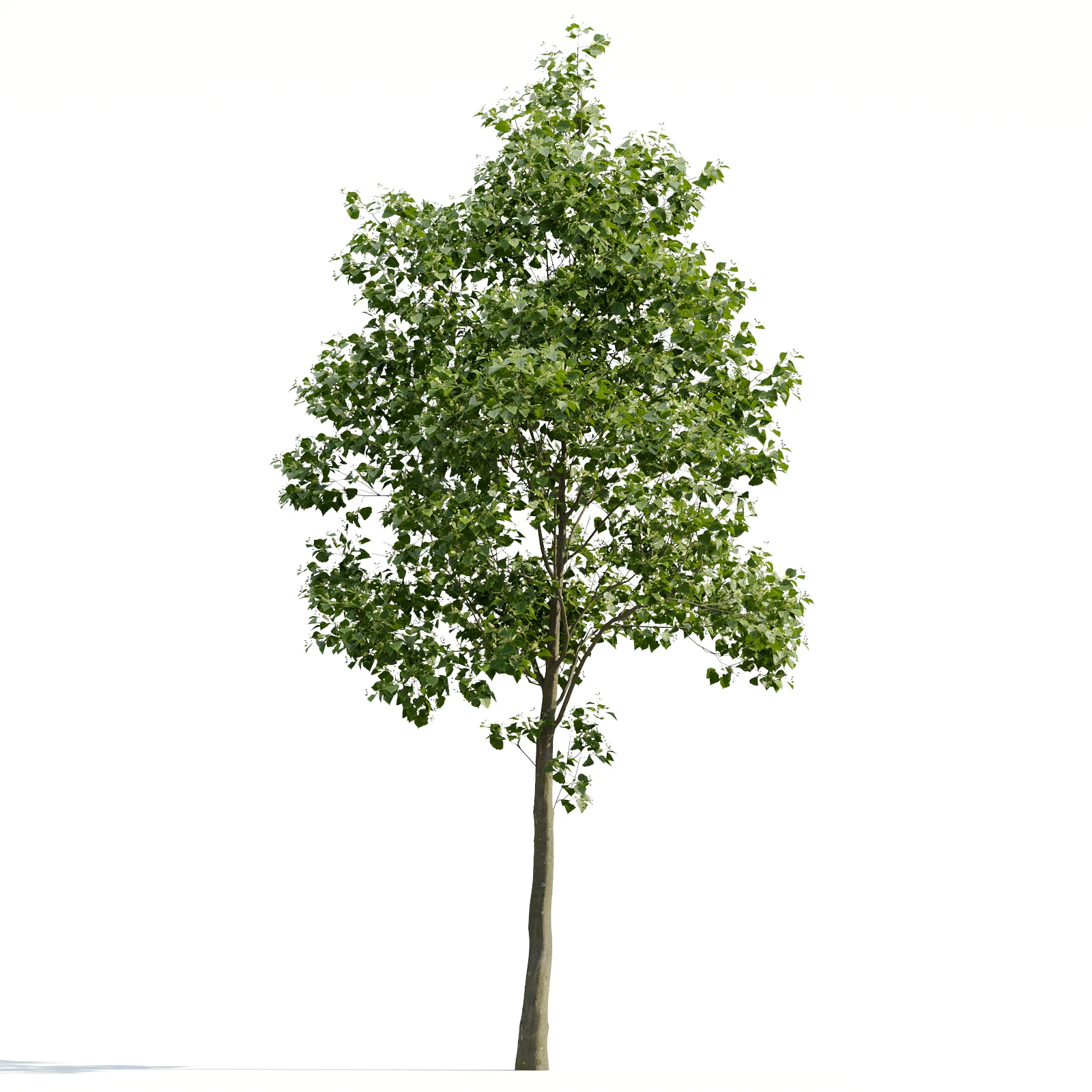 trees and barks 017 — Descargar