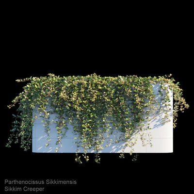 Sikkim creeper — Ver 2